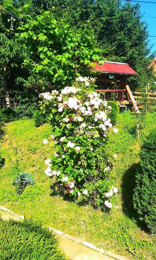Casa Bradul Verde Bran (Brasov) Exterior foto